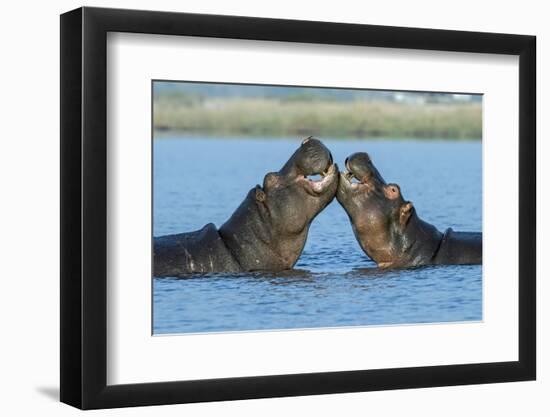 Hippopotamuses Being Affectionate-null-Framed Photographic Print