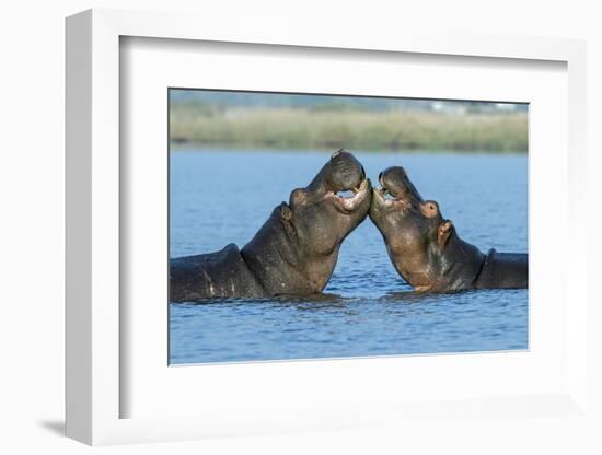 Hippopotamuses Being Affectionate-null-Framed Photographic Print