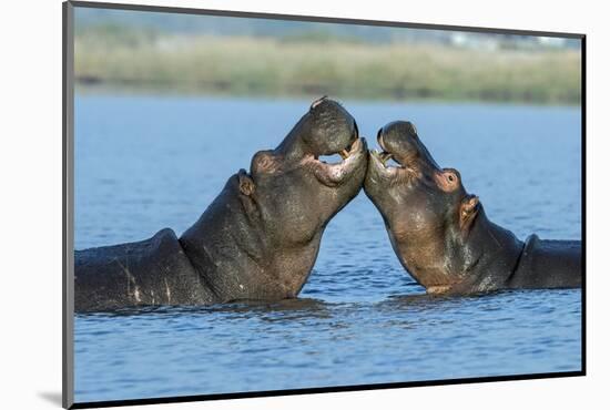 Hippopotamuses Being Affectionate-null-Mounted Photographic Print