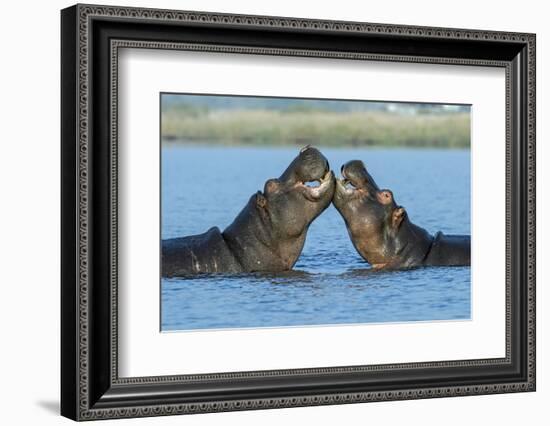 Hippopotamuses Being Affectionate-null-Framed Photographic Print