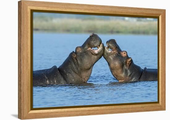 Hippopotamuses Being Affectionate-null-Framed Premier Image Canvas