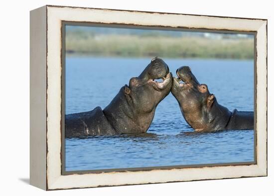 Hippopotamuses Being Affectionate-null-Framed Premier Image Canvas