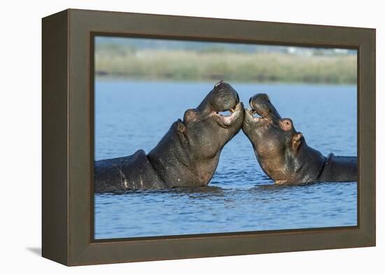 Hippopotamuses Being Affectionate-null-Framed Premier Image Canvas