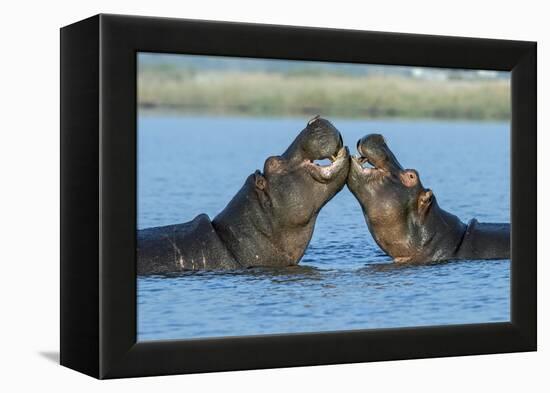 Hippopotamuses Being Affectionate-null-Framed Premier Image Canvas