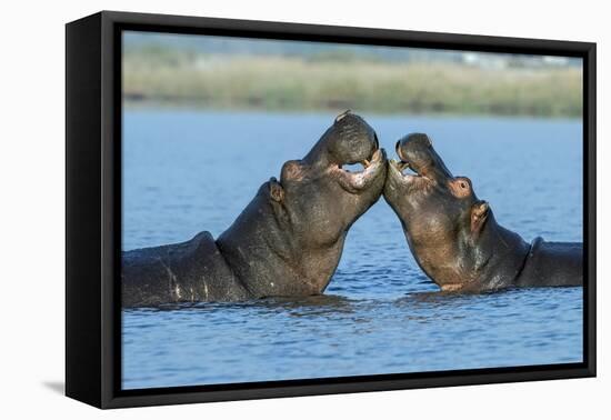 Hippopotamuses Being Affectionate-null-Framed Premier Image Canvas