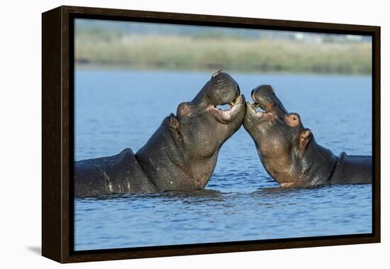 Hippopotamuses Being Affectionate-null-Framed Premier Image Canvas