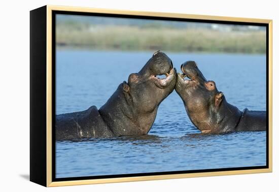 Hippopotamuses Being Affectionate-null-Framed Premier Image Canvas