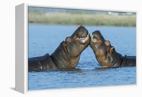 Hippopotamuses Being Affectionate-null-Framed Premier Image Canvas