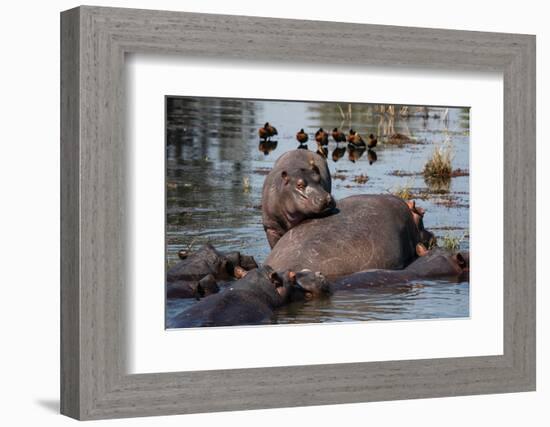 Hippopotamuses (Hippopotamus amphibius) in the river Chobe, Chobe National Park, Botswana, Africa-Sergio Pitamitz-Framed Photographic Print