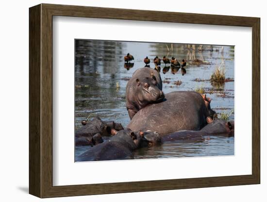 Hippopotamuses (Hippopotamus amphibius) in the river Chobe, Chobe National Park, Botswana, Africa-Sergio Pitamitz-Framed Photographic Print