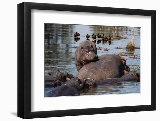 Hippopotamuses (Hippopotamus amphibius) in the river Chobe, Chobe National Park, Botswana, Africa-Sergio Pitamitz-Framed Photographic Print