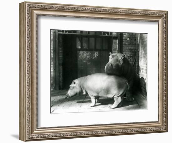 Hippopotamuses Joan and Jimmy at London Zoo in 1927 (B/W Photo)-Frederick William Bond-Framed Giclee Print