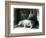 Hippopotamuses Joan and Jimmy at London Zoo in 1927 (B/W Photo)-Frederick William Bond-Framed Giclee Print