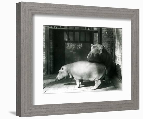 Hippopotamuses Joan and Jimmy at London Zoo in 1927 (B/W Photo)-Frederick William Bond-Framed Giclee Print
