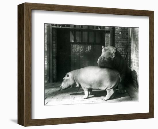 Hippopotamuses Joan and Jimmy at London Zoo in 1927 (B/W Photo)-Frederick William Bond-Framed Giclee Print