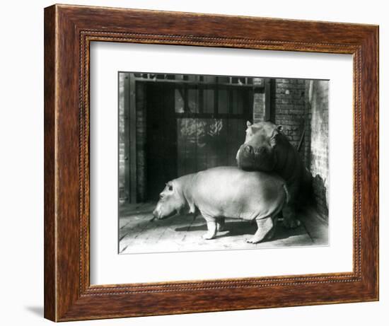 Hippopotamuses Joan and Jimmy at London Zoo in 1927 (B/W Photo)-Frederick William Bond-Framed Giclee Print