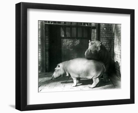 Hippopotamuses Joan and Jimmy at London Zoo in 1927 (B/W Photo)-Frederick William Bond-Framed Giclee Print