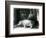 Hippopotamuses Joan and Jimmy at London Zoo in 1927 (B/W Photo)-Frederick William Bond-Framed Giclee Print