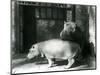 Hippopotamuses Joan and Jimmy at London Zoo in 1927 (B/W Photo)-Frederick William Bond-Mounted Giclee Print