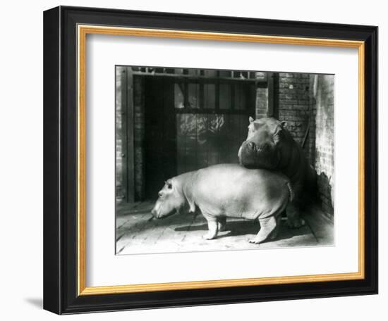 Hippopotamuses Joan and Jimmy at London Zoo in 1927 (B/W Photo)-Frederick William Bond-Framed Giclee Print