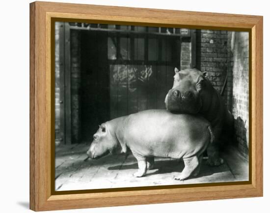 Hippopotamuses Joan and Jimmy at London Zoo in 1927 (B/W Photo)-Frederick William Bond-Framed Premier Image Canvas