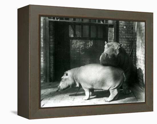 Hippopotamuses Joan and Jimmy at London Zoo in 1927 (B/W Photo)-Frederick William Bond-Framed Premier Image Canvas