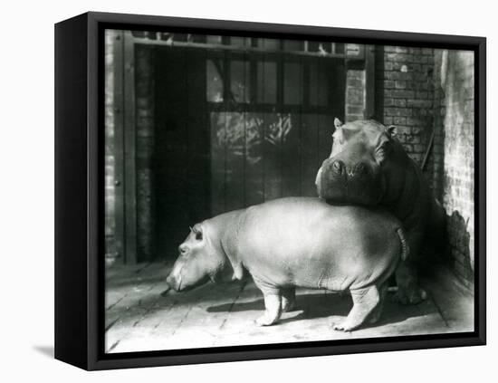 Hippopotamuses Joan and Jimmy at London Zoo in 1927 (B/W Photo)-Frederick William Bond-Framed Premier Image Canvas