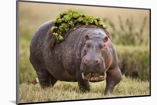Hippopotomaus Walking on Savanna with Vegetation on it's Back-Paul Souders-Mounted Photographic Print