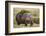 Hippopotomaus Walking on Savanna with Vegetation on it's Back-Paul Souders-Framed Photographic Print