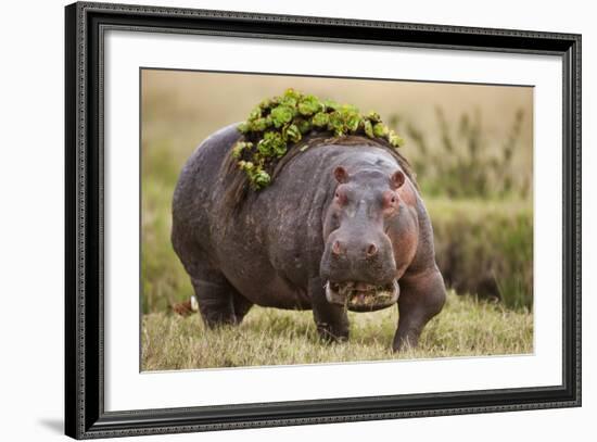 Hippopotomaus Walking on Savanna with Vegetation on it's Back-Paul Souders-Framed Photographic Print
