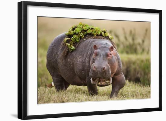 Hippopotomaus Walking on Savanna with Vegetation on it's Back-Paul Souders-Framed Photographic Print