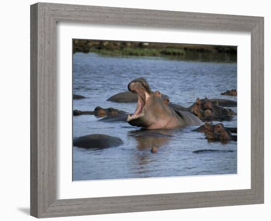 Hippos, Chobe National Park, Botswana, Africa-Jane Sweeney-Framed Photographic Print