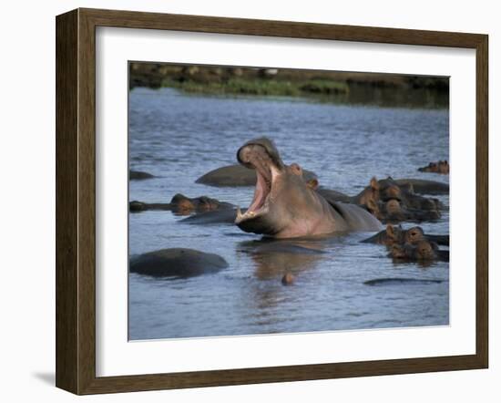 Hippos, Chobe National Park, Botswana, Africa-Jane Sweeney-Framed Photographic Print