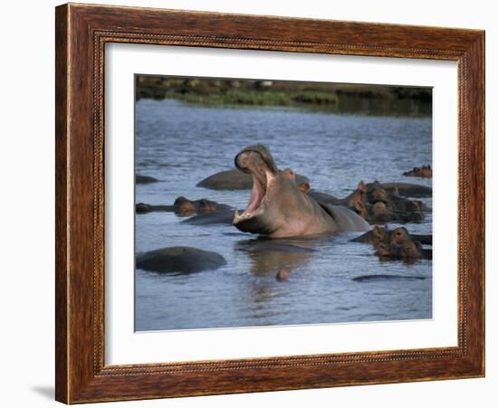 Hippos, Chobe National Park, Botswana, Africa-Jane Sweeney-Framed Photographic Print