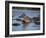 Hippos, Chobe National Park, Botswana, Africa-Jane Sweeney-Framed Photographic Print