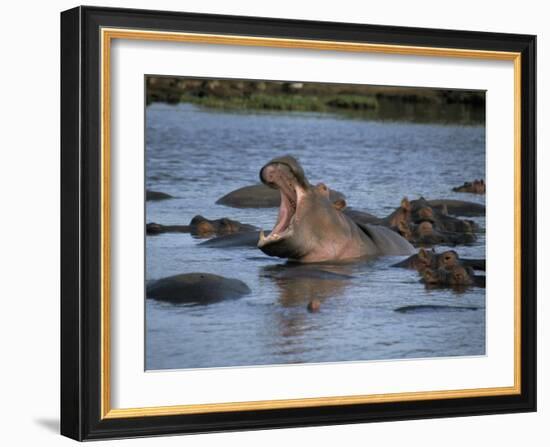 Hippos, Chobe National Park, Botswana, Africa-Jane Sweeney-Framed Photographic Print