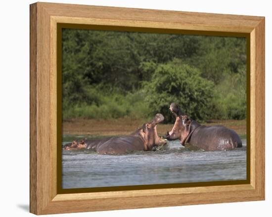 Hippos Fighting in Kruger National Park, Mpumalanga, South Africa-Ann & Steve Toon-Framed Premier Image Canvas