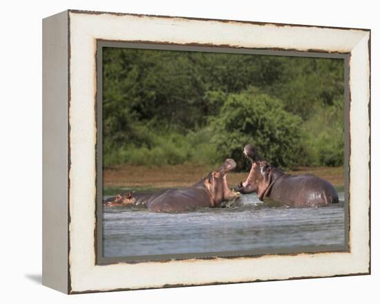 Hippos Fighting in Kruger National Park, Mpumalanga, South Africa-Ann & Steve Toon-Framed Premier Image Canvas