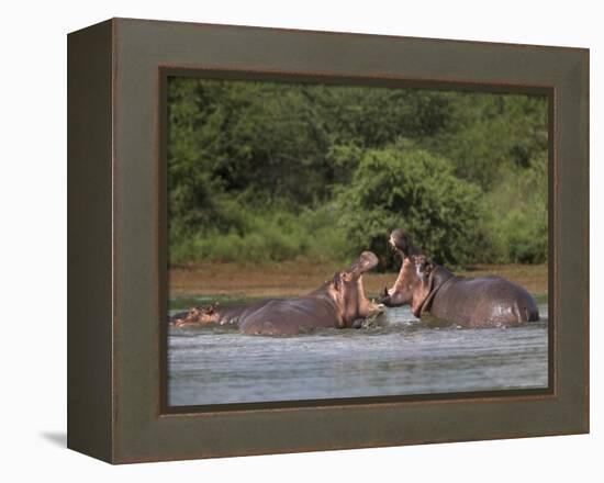Hippos Fighting in Kruger National Park, Mpumalanga, South Africa-Ann & Steve Toon-Framed Premier Image Canvas