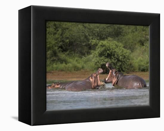 Hippos Fighting in Kruger National Park, Mpumalanga, South Africa-Ann & Steve Toon-Framed Premier Image Canvas