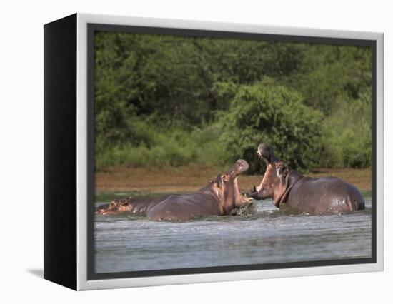 Hippos Fighting in Kruger National Park, Mpumalanga, South Africa-Ann & Steve Toon-Framed Premier Image Canvas