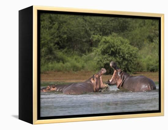 Hippos Fighting in Kruger National Park, Mpumalanga, South Africa-Ann & Steve Toon-Framed Premier Image Canvas