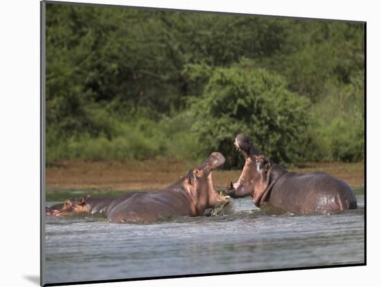 Hippos Fighting in Kruger National Park, Mpumalanga, South Africa-Ann & Steve Toon-Mounted Photographic Print