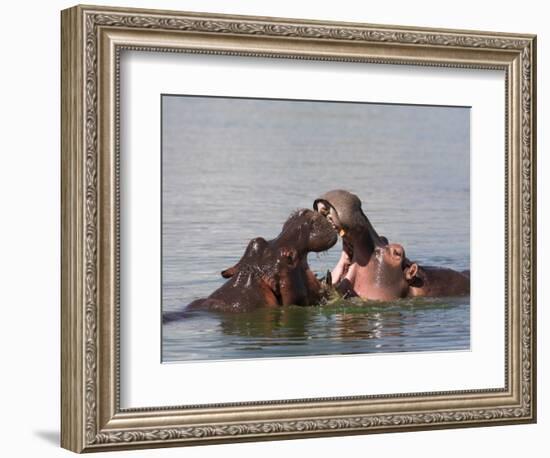 Hippos, Hippopotamus Amphibius, Playfighting in Kruger National Park, Mpumalanga, South Africa-Steve & Ann Toon-Framed Photographic Print