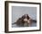 Hippos, Hippopotamus Amphibius, Playfighting in Kruger National Park, Mpumalanga, South Africa-Steve & Ann Toon-Framed Photographic Print