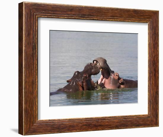 Hippos, Hippopotamus Amphibius, Playfighting in Kruger National Park, Mpumalanga, South Africa-Steve & Ann Toon-Framed Photographic Print