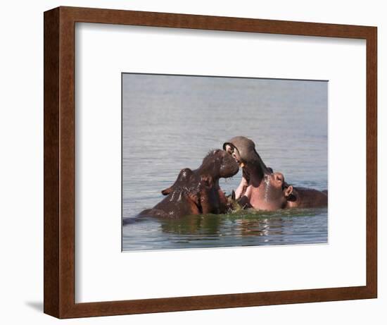 Hippos, Hippopotamus Amphibius, Playfighting in Kruger National Park, Mpumalanga, South Africa-Steve & Ann Toon-Framed Photographic Print