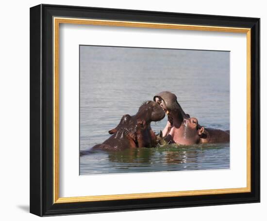 Hippos, Hippopotamus Amphibius, Playfighting in Kruger National Park, Mpumalanga, South Africa-Steve & Ann Toon-Framed Photographic Print