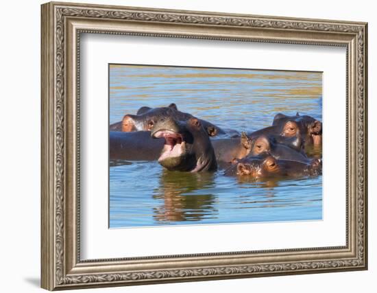 Hippos in the river, Mkhaya Game Reserve, Swaziland-Keren Su-Framed Photographic Print