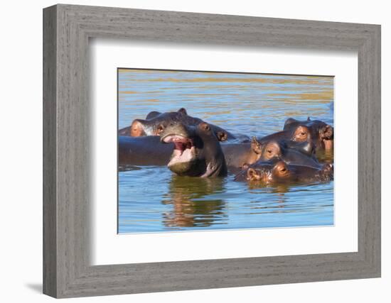 Hippos in the river, Mkhaya Game Reserve, Swaziland-Keren Su-Framed Photographic Print